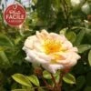Rosier Ancien 'ghislaine De Féligonde' - Rosa 3l -VIDA Plantes Magasin 644283ddae6743.49323736