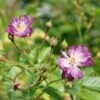 Rosier Grimpant 'veilchenblau' - Rosa Veilchenblau 3l -VIDA Plantes Magasin 644283dfde2c79.99100144