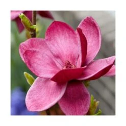 Magnolia De Chine, Magnolia De Soulange Soulangiana Genie/godet - 5/20 Cm -VIDA Plantes Magasin 644c62301f7a42.96334449