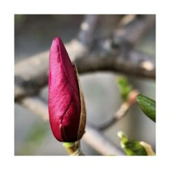 Magnolia à Fleurs De Lis Nigra/godet - 5/20 Cm -VIDA Plantes Magasin 6450fef0c548d4.26703448