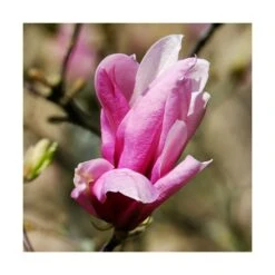 Magnolia à Fleurs De Lis Nigra/godet - 5/20 Cm -VIDA Plantes Magasin 6450fef0dca710.83540469