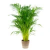 Dypsis Lutescens Incl. Panier Nea - Golden Palm - Facile D'entretien - ⌀21 Cm - ↕100-110 Cm -VIDA Plantes Magasin 6450ff67629539.31835992