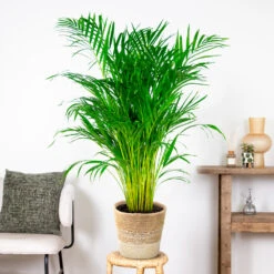 Dypsis Lutescens Incl. Panier Nea - Golden Palm - Facile D'entretien - ⌀21 Cm - ↕100-110 Cm -VIDA Plantes Magasin 6450ff678d22a6.50524054