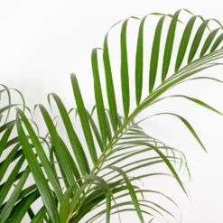 Dypsis Lutescens Incl. Panier Nea - Golden Palm - Facile D'entretien - ⌀21 Cm - ↕100-110 Cm -VIDA Plantes Magasin 6450ff67a0c775.65181516