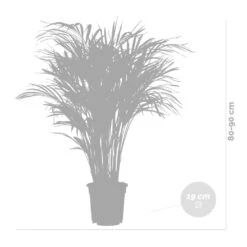 Dypsis Lutescens Incl. Panier En Jute - Gold Palm - ⌀20 Cm - ↕90-100 Cm -VIDA Plantes Magasin 6450ff69317dd9.08054286