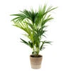 Howea Forsteriana Incl. Panier En Jute - Palmier Kentia - ⌀19 Cm - ↕90-100 Cm -VIDA Plantes Magasin 6450ff6abd26b3.20809617