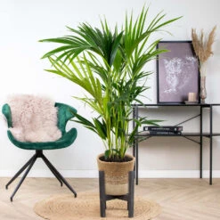 Howea Forsteriana Incl. Panier En Jute - Palmier Kentia - ⌀19 Cm - ↕90-100 Cm -VIDA Plantes Magasin 6450ff6ad42705.73721678