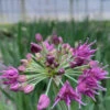 Allium 'lavender Bubbles' - 3l -VIDA Plantes Magasin 6451026d8160a9.88637628