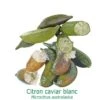 Citronnier Faustrime, Ou Citron Caviar Blanc Tailles:pot Carré De 5 Litres, Hauteur 40/60 Cm -VIDA Plantes Magasin 64510360b87420.24306282