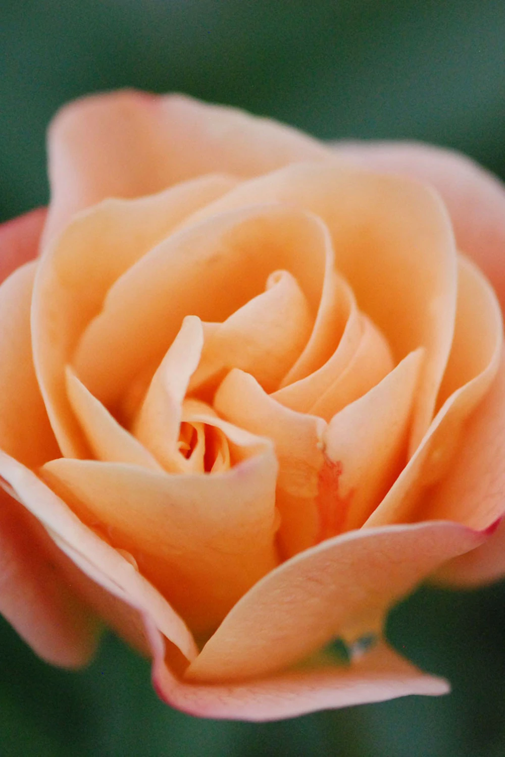 Rosier Décorosiers ? 'calizia ?' - 2l 3 Rosier Décorosiers ? 'calizia ?' - 2l