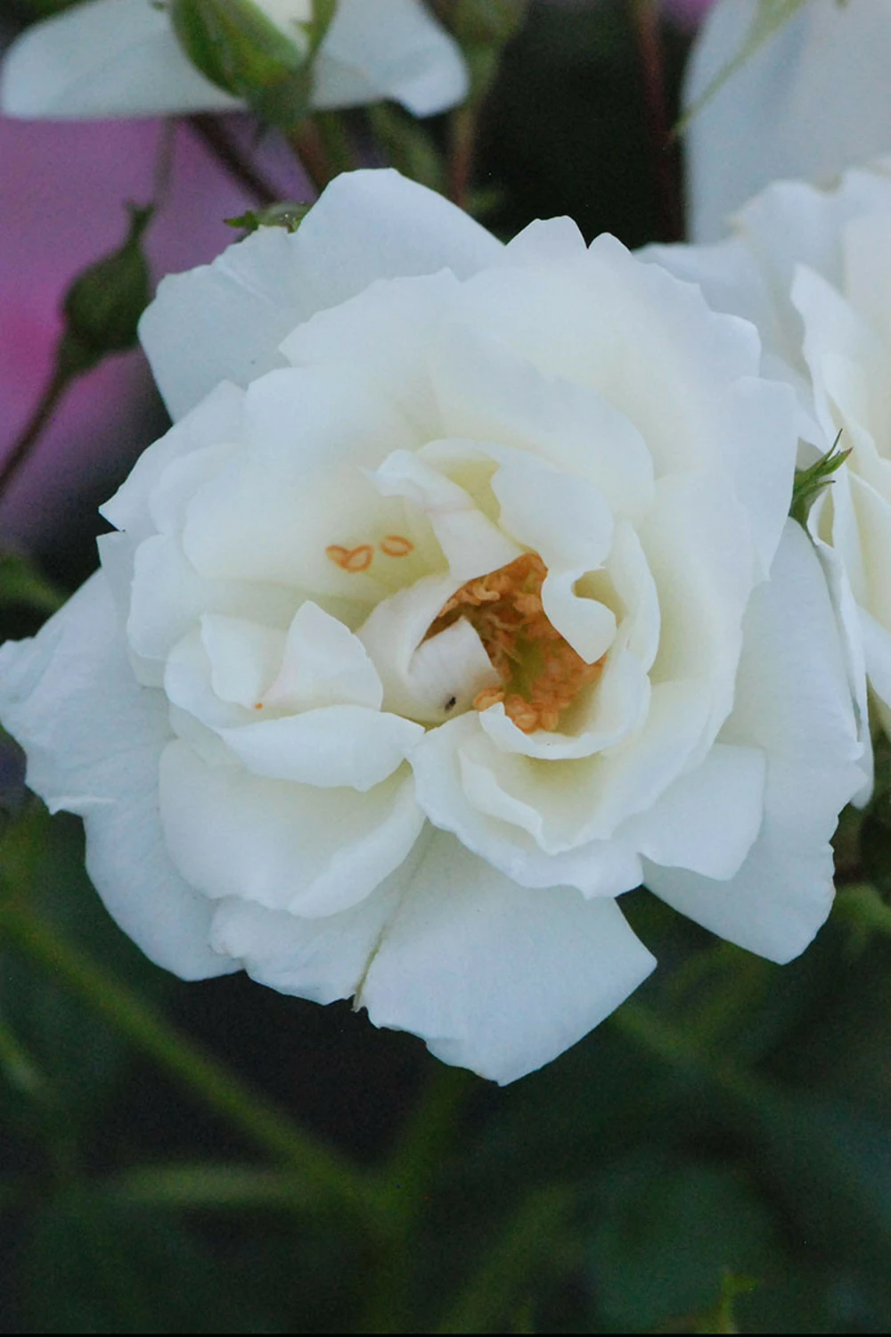 Rosier Décorosiers ? 'opalia ?' - 2l 3 Rosier Décorosiers ? 'opalia ?' - 2l