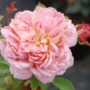 Rosier David Austin 'jubilee Celebration' ? - 5l -VIDA Plantes Magasin 6452a54d38b287.22305351