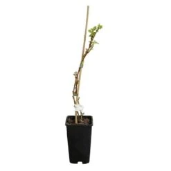 Framboisier 'heritage' - Rubus Idaeus 3l -VIDA Plantes Magasin 6455137a8e6d74.71766285