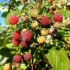 Framboisier 'heritage' - Rubus Idaeus 3l -VIDA Plantes Magasin 6455137aa0ab35.06914508