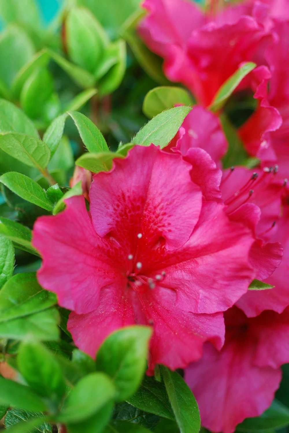 Azalée Du Japon 'florida' - 3l 3 Azalée Du Japon 'florida' - 3l