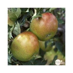 Pommier Cox Orange Pippin : Demi Tige Ctr 15 Litres -VIDA Plantes Magasin 64580 004