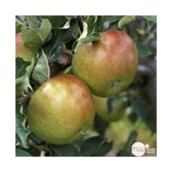 Pommier Cox Orange Pippin : Gobelet 3 Ans D'âg Ctr 12 Litres -VIDA Plantes Magasin 64581 005