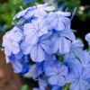 Plumbago Auriculata - Set De 6 - Grimpante Fleurie - Pot 9cm - Hauteur 25-40cm -VIDA Plantes Magasin 64594c84479539.15586508