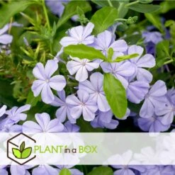 Plumbago Auriculata - Set De 6 - Grimpante Fleurie - Pot 9cm - Hauteur 25-40cm -VIDA Plantes Magasin 64594c844e6b83.51847532
