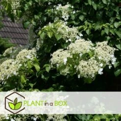 Hortensia Petiolaris - Set De 6 - Hortensia Grimpant - Pot 9cm - Hauteur 25-40cm -VIDA Plantes Magasin 64594c8e24d139.12664719