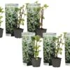 Hortensia Petiolaris - Set De 6 - Hortensia Grimpant - Pot 9cm - Hauteur 25-40cm 2 Hortensia Petiolaris - Set De 6 - Hortensia Grimpant - Pot 9cm - Hauteur 25-40cm -VIDA Plantes Magasin 64594c8e4f7e07.81904207