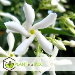 Jasmin Xl - Plante Grimpante - Pot 17cm - Hauteur 110-120cm -VIDA Plantes Magasin 64594d518051c7.91127759