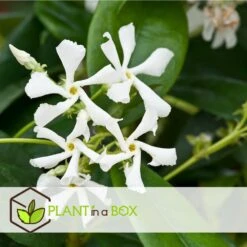 Jasmin Xl - Plante Grimpante - Pot 17cm - Hauteur 110-120cm -VIDA Plantes Magasin 64594d519ae3a7.69029603