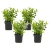 Viburnum Tinus - Set De 4 - Véritable Laurier - Pot 17cm - Hauteur 25-40cm -VIDA Plantes Magasin 64594fc72f2834.02350595