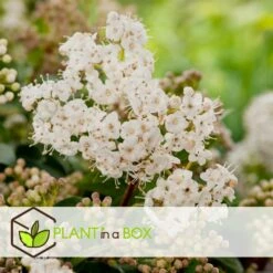 Viburnum Tinus - Set De 4 - Véritable Laurier - Pot 17cm - Hauteur 25-40cm -VIDA Plantes Magasin 64594fc73362b6.46971732