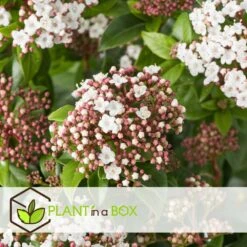 Viburnum Tinus - Set De 4 - Véritable Laurier - Pot 17cm - Hauteur 25-40cm -VIDA Plantes Magasin 64594fc73be811.42083201