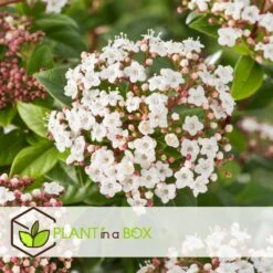 Viburnum Tinus - Set De 4 - Véritable Laurier - Pot 17cm - Hauteur 25-40cm -VIDA Plantes Magasin 64594fc7449982.12702596