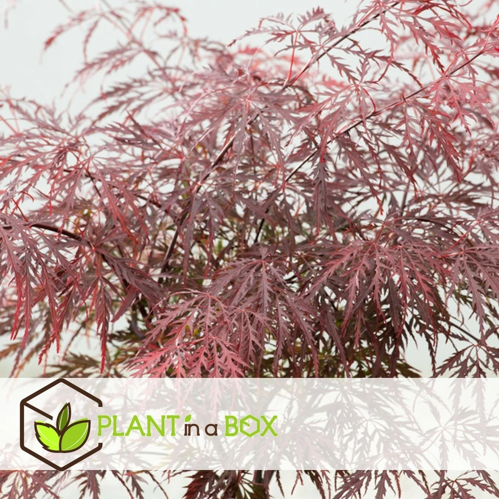 Acer Palmatum 'garnet' - Set De 2 - Erable - Pot 19cm - Hauteur 60-70cm 4 Acer Palmatum 'garnet' - Set De 2 - Erable - Pot 19cm - Hauteur 60-70cm – Image 2