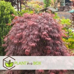 Acer Palmatum 'garnet' - Set De 2 - Erable - Pot 19cm - Hauteur 60-70cm 10 Acer Palmatum 'garnet' - Set De 2 - Erable - Pot 19cm - Hauteur 60-70cm -VIDA Plantes Magasin 64594fca26f953.48731481