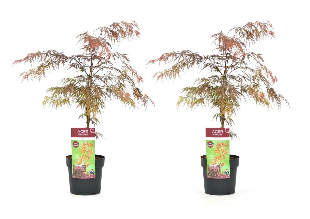 Acer Palmatum 'garnet' - Set De 2 - Erable - Pot 19cm - Hauteur 60-70cm 3 Acer Palmatum 'garnet' - Set De 2 - Erable - Pot 19cm - Hauteur 60-70cm