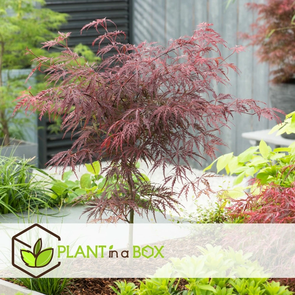 Acer Palmatum 'garnet' - Set De 2 - Erable - Pot 19cm - Hauteur 60-70cm 7 Acer Palmatum 'garnet' - Set De 2 - Erable - Pot 19cm - Hauteur 60-70cm – Image 5