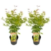 Erable Japonais 'orange Lace' - Set De 2 - Erable - Pot 19 - Hauteur 60-70cm -VIDA Plantes Magasin 64594fd93862c6.45868461