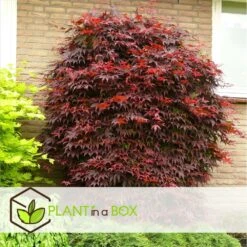 Acer Palmatum 'atropurpureum' - Set De 2 - Erable - Pot 19cm - Hauteur 60-70cm -VIDA Plantes Magasin 64594fdc9db923.88068489