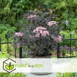 Sambucus Nigra 'black Lace' - Set De 4 - Pot 17cm - Hauteur 25-40cm -VIDA Plantes Magasin 64594fe017ff58.54905189