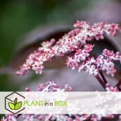 Sambucus Nigra 'black Lace' - Set De 4 - Pot 17cm - Hauteur 25-40cm -VIDA Plantes Magasin 64594fe01c6815.60092599