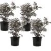 Sambucus Nigra 'black Lace' - Set De 4 - Pot 17cm - Hauteur 25-40cm -VIDA Plantes Magasin 64594fe02fd2c6.05769829