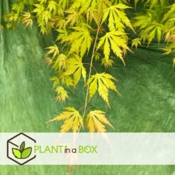 Érable Du Japon 'orange Lace' - érable Du Japon - Pot 19 - Hauteur 60-70cm -VIDA Plantes Magasin 64594fe370eab8.96202355