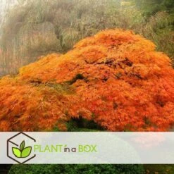 Érable Du Japon 'orange Lace' - érable Du Japon - Pot 19 - Hauteur 60-70cm -VIDA Plantes Magasin 64594fe398ecf4.82427058