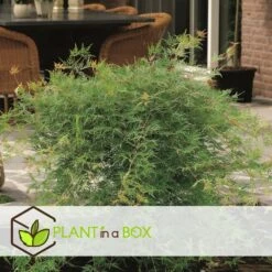 Acer Palmatum 'emerald Lace' - Set De 2 - Erable - Pot 19cm - Hauteur 60-70cm -VIDA Plantes Magasin 64594fe76484d1.79791635