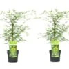 Acer Palmatum 'emerald Lace' - Set De 2 - Erable - Pot 19cm - Hauteur 60-70cm -VIDA Plantes Magasin 64594fe769cf97.43356321