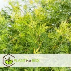 Acer Palmatum 'emerald Lace' - Set De 2 - Erable - Pot 19cm - Hauteur 60-70cm -VIDA Plantes Magasin 64594fe7701380.01292774