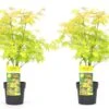 Acer 'orange Dream' - Set De 2 - Erable Japonais - Pot 19cm - Hauteur 60-70cm -VIDA Plantes Magasin 64594fee7cce94.98078015
