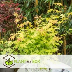 Acer 'orange Dream' - Set De 2 - Erable Japonais - Pot 19cm - Hauteur 60-70cm -VIDA Plantes Magasin 64594fee93e6f8.30303969