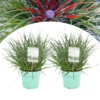 Fascicularia - Set De 2 - Feuilles Bleu-gris - Pot 13cm - Hauteur 20-30cm -VIDA Plantes Magasin 64594ff357ca15.61285521
