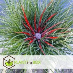 Fascicularia - Set De 2 - Feuilles Bleu-gris - Pot 13cm - Hauteur 20-30cm -VIDA Plantes Magasin 64594ff35d31b3.50303557