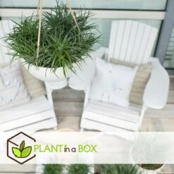 Fascicularia - Set De 2 - Feuilles Bleu-gris - Pot 13cm - Hauteur 20-30cm -VIDA Plantes Magasin 64594ff376f620.10067684